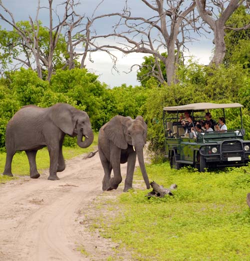 Best of Kenya Safari