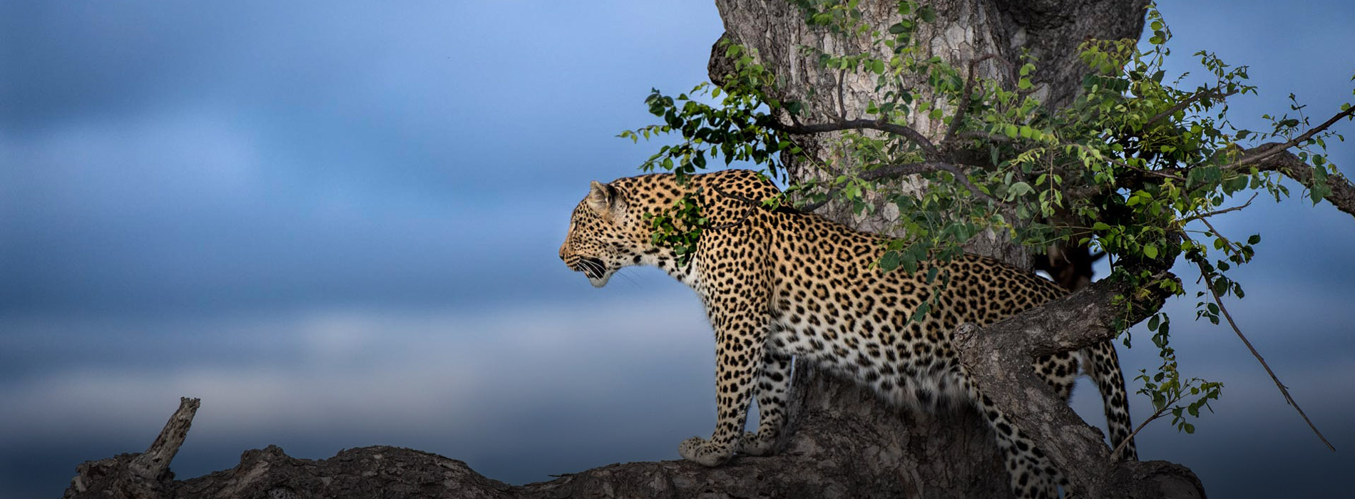 Africa Holiday