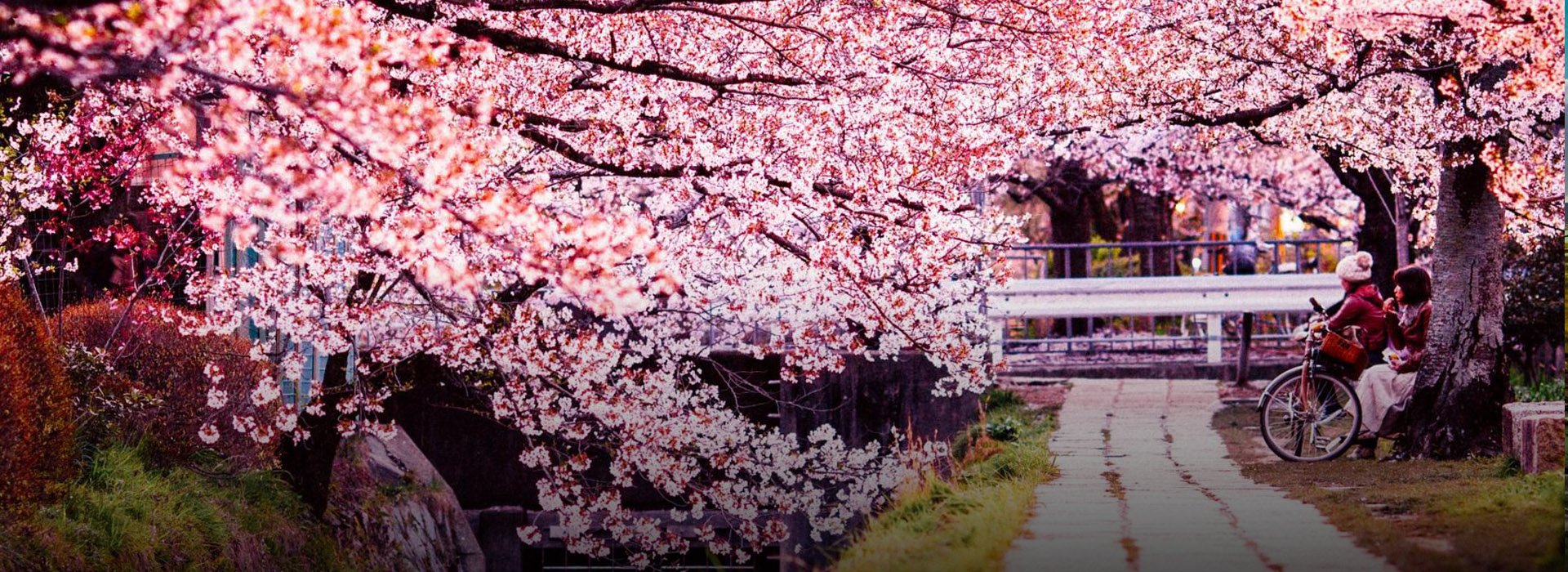 Japan - Cherry Blossom Tour