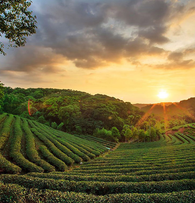Kerala Tour Packages