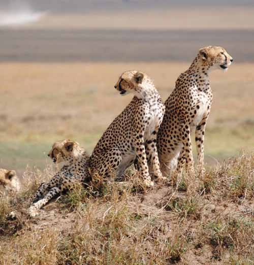 Tanzania Tour Package
